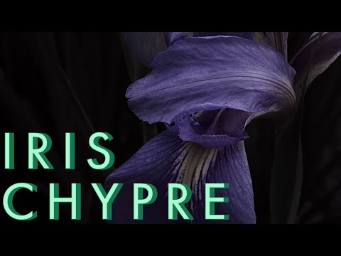 The best Iris Note you can smell!  Elixir Attar Iris Chypre