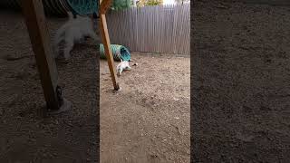 Video preview image #1 Mutt Puppy For Sale in Philadelphia, PA, USA