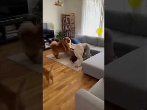 Chowchow Pops a Balloon #FUNNY #Animal #Prank Video - Cats Going Mad Over Balloon Blast Shorts #dogs