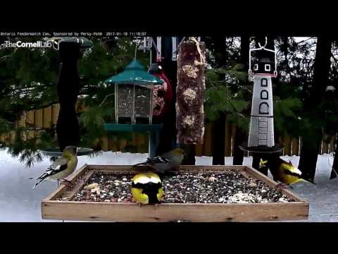Pine and Evening Grosbeaks - Ontario - Jan. 18, 2017