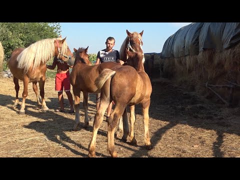 Caii lui Cipri de la Micula, Satu Mare - 2021 Nou!!!