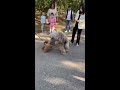 犬の動画 470