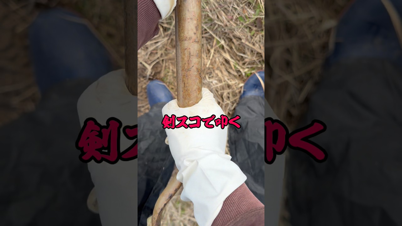 剣スコで叩く#shors #農業 #佐渡