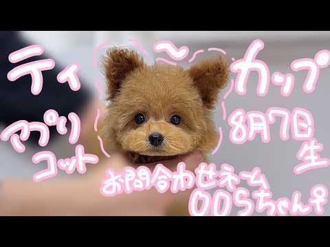 YouTube動画のサムネイル