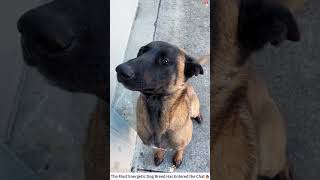 The Most Energetic Dog Breed Has Entered the Chat 🔥#belgianmalinois #dog #workingdog #doglife