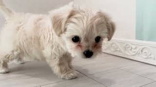 ハーフ犬の動画01