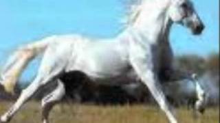 Hugues Aufray,Stewball