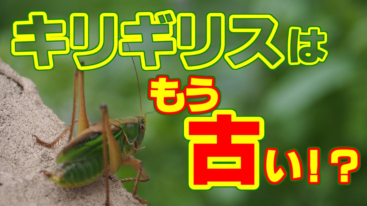 【ゆっくり解説】#48 いつの間にか名前が変わった昆虫たち