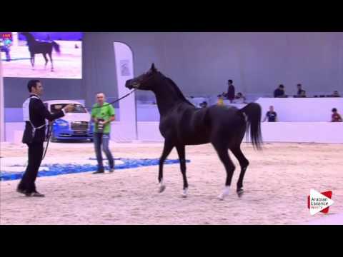 N.219 BS MANSOOR - Dubai 2016 - Stallions 4-6 years old (Class 12)
