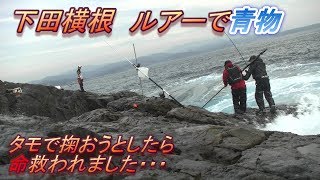 【下田横根】危うくお亡くなりになるところでした。10月31日ルアーで青物！