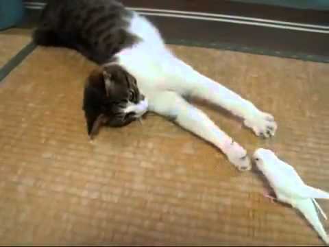 Cute Bird Wakes Up Cat