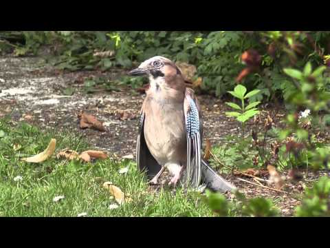 Jay being attacked by ants 29/07/10 - Anting