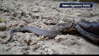 Chased By A Nest of Cottonmouths