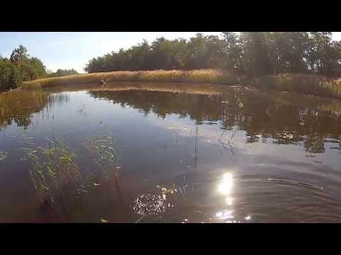 Metrihaukea matalasta - Hauenkalastus - Spintube - Eumer - Kalastus