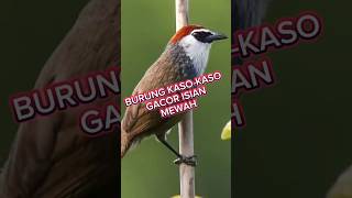 Download lagu burung kaso kaso gacor, #burung kaso kaso gacor full isian, #kicaumania #birds #burung mp3 Download lagu burung kaso kaso gacor, #burung kaso kaso gacor full isian, #kicaumania #birds #burung mp3