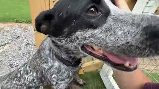 Video preview image #1 Mutt Puppy For Sale in Garden City, NY, USA
