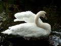 National Geographic Dublin Swans