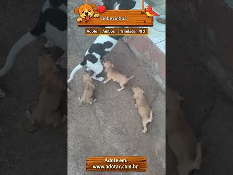 Vídeo de bebezinhos 