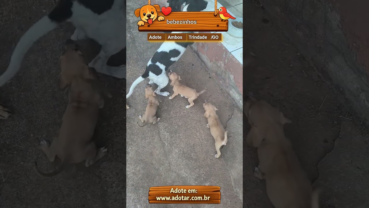 Cachorro raça SRD-ViraLata idade Abaixo de 2 meses nome bebezinhos 