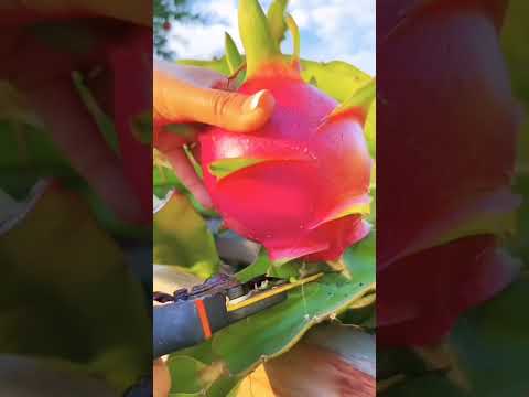 alvira fruits farming #viral #fruitlover #nature #farming #alvira #youtubeshorts #viralshort