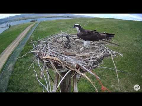 6/16/17 ~ OSMP OSPREY, CHICK GETS FEISTY WITH MOM