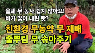 친환경 무농약 무 재배 / 줄뿌림 무 솎아주는 방법 / 진주 대평 무 재배 / 올해 무 농사 쉽지 않아요