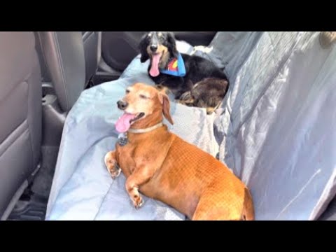OKMEE Car Seat Cover Review With Lacey The Mighty Dachshund And George Costanza!