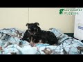 Morkie dogs for sale: Ziggy - Video 1
