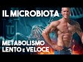 METABOLISMO lento e veloce - IL MICROBIOTA intestinale