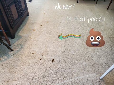 How We Get Poop / Diarrhea Out of the Carpet