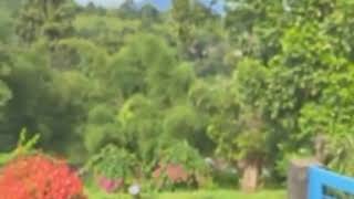 Download lagu story'wa anggur merah|| selamat pagi mp3
