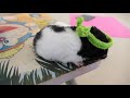 Adorable Hamster With Rabbit Ears Crochet Hat Cute Rabbit Ears On Cute Hamsters