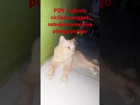 Planga plongo #cat #catlover #animals #cimory #kucinglucu #kucing #funny #funnyshorts
