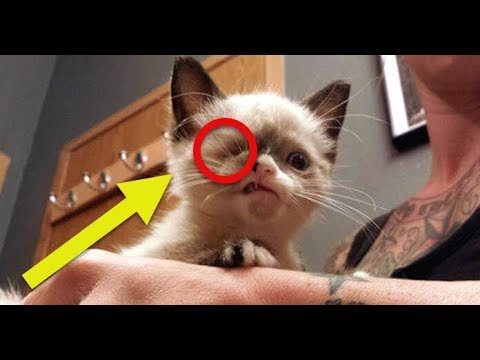 Kitten Survives A Raccoon Attack, But What Happens Next Will Break Your Heart