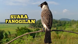 Download lagu Suara Burung KUTILANG Gacor Memanggil Lawan, Kutilang Liar Langsung Nyaut dan Mendekat. mp3 Download lagu Suara Burung KUTILANG Gacor Memanggil Lawan, Kutilang Liar Langsung Nyaut dan Mendekat. mp3