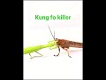 praying mantis vs grasshopper