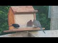 How to attract Mourning Doves - Basic tips