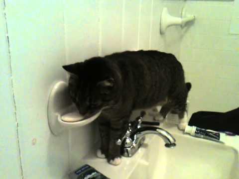 I HATE SHARING A BATHROOM: Cat Licking Soap