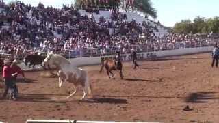 preview picture of video 'Brawley Cattle Call Wild Horse Race: Round #3'