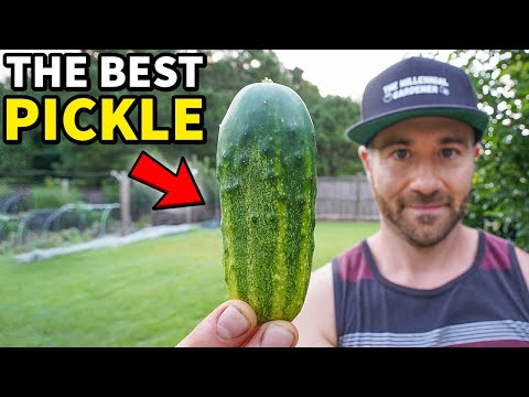 These Are My New FAVORITE Pickling Cucumbers [With Pickle Recipe!]