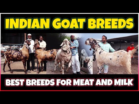 Top Indian Goat Breeds for Meat and Milk | Discover the Best Desi Goats