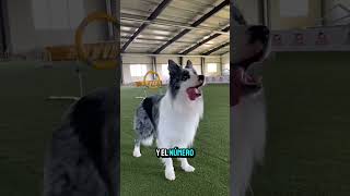 LOS 3 PERROS MAS LOCOS DEL MUNDO #datoscuriosos #perrosgraciosos #mascotas