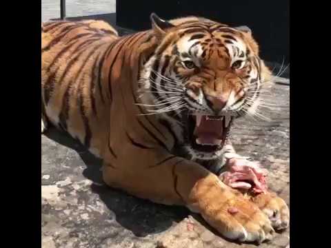 Tiger roar - Rugido do tigre - Rugido de Tigre
