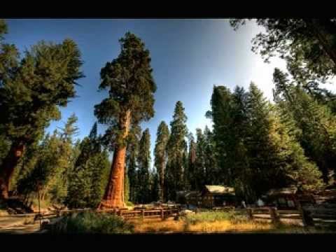 Graham Lloris - Walking Through the Forest (Original mix)
