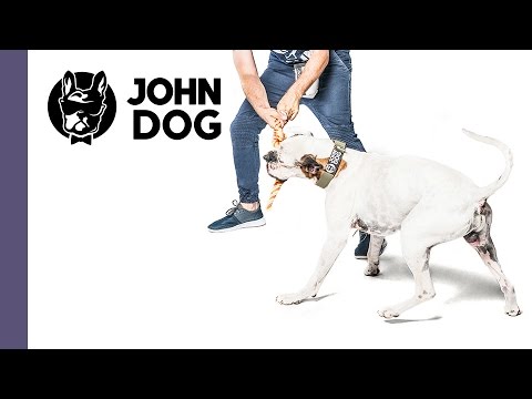 Jak nauczyć psa reagowania na hasło CZEKAJ – TRENING PSA – John Dog