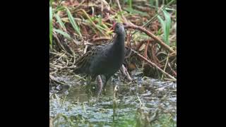 Download lagu tiếng cúm núm ngày và đêm ăn chim mp3 Download lagu tiếng cúm núm ngày và đêm ăn chim mp3