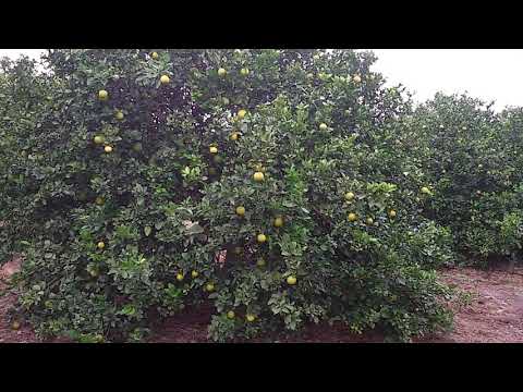 Citrus Farm | Field Visit | Samhitha Crop Care Clinics
