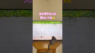 テレビを見てる猫さんが可愛いすぎる😍 #子ネコ #猫動画 #癒し