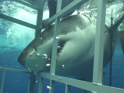 Great White Shark chomping on my cage off Guadalupe Mexico