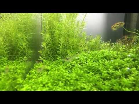 Dwarf puffers gets startle by pearling plants